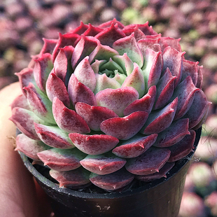 萌肉肉组合盆栽阳台花卉 肉肉植物 陌上花 多肉植物 朱砂痣