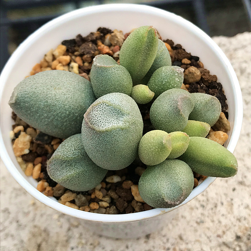 哈密瓜水泡 多肉植物 肉肉植物 萌肉肉组合盆栽 室内花卉 陌上花
