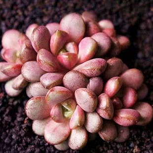 阳台室内花卉 葡萄 萌肉肉组合盆栽 肉肉植物 陌上花 多肉植物