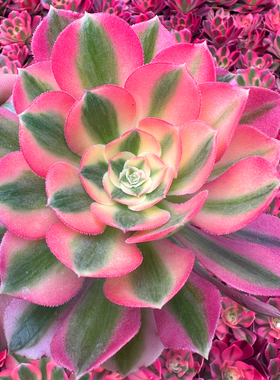 粉女巫法师锦 多肉植物 肉肉植物 室内阳台绿植盆栽花卉 陌上花