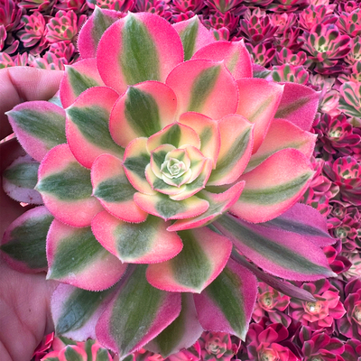 粉女巫法师锦 多肉植物 肉肉植物 室内阳台绿植盆栽花卉 陌上花