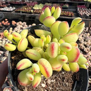 萌肉肉组合盆栽室内阳台花卉 肉肉植物 陌上花 多肉植物 达摩福娘