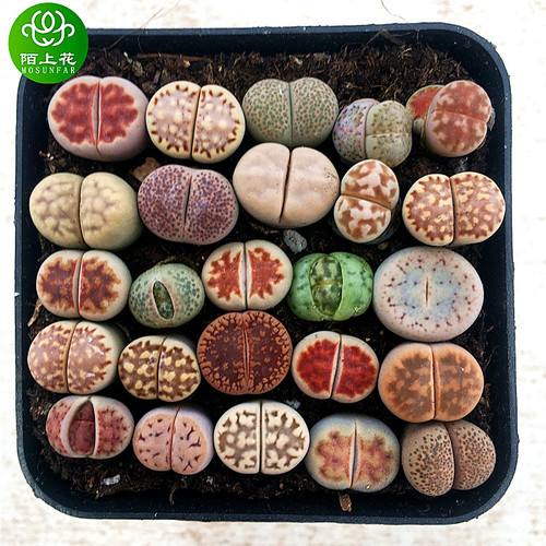 生石花多肉套餐大颗好养陌上花