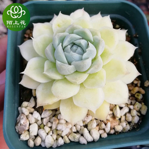 阿尔巴白月影 多肉植物 肉肉植物 萌肉肉组合盆栽 陌上花 - 封面