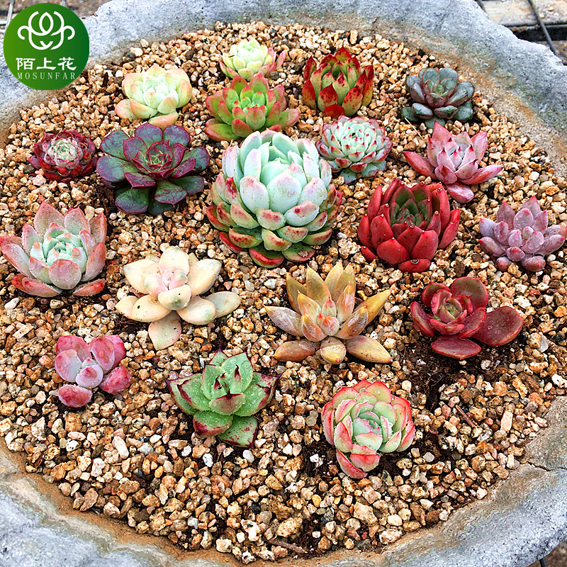 多肉植物玉蝶素材模板 多肉植物玉蝶图片下载 小麦优选