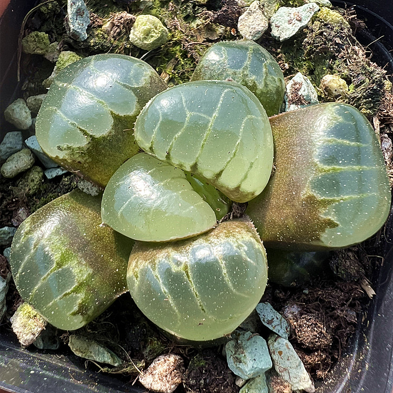 水晶葡萄克里克特寿 玉露十二卷 多肉植物室内阳台盆栽花卉陌上花