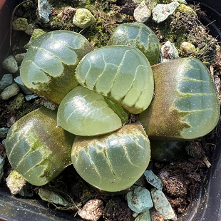 水晶葡萄克里克特寿 玉露十二卷 多肉植物室内阳台盆栽花卉陌上花