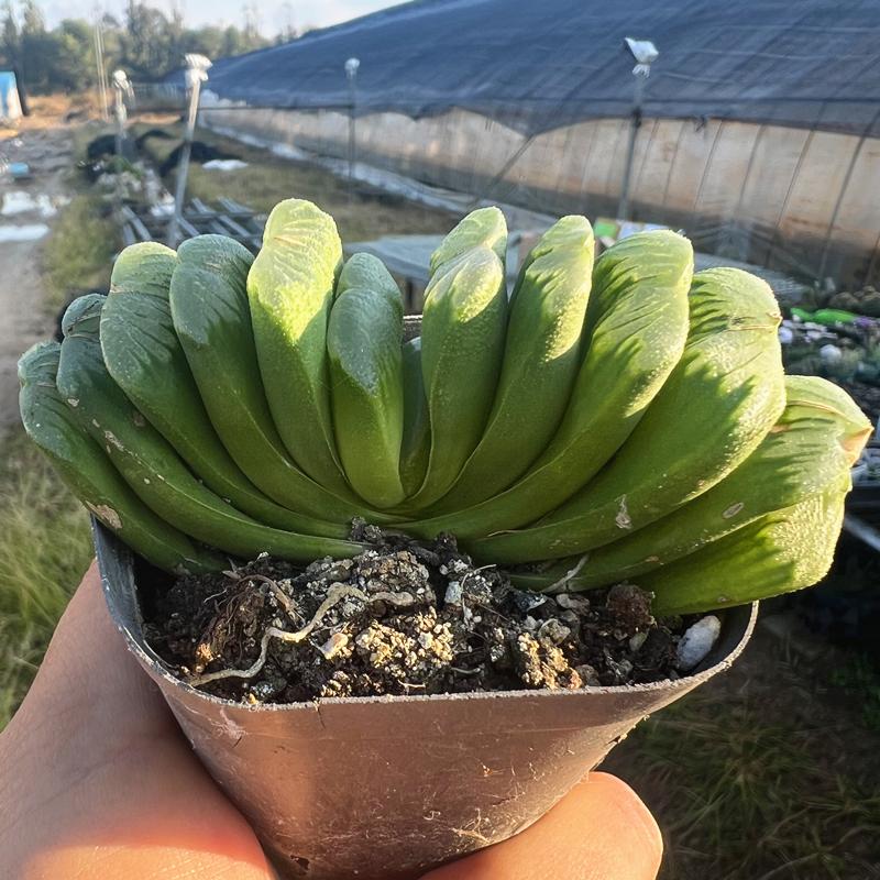 多肉植物陌上花草玉扇