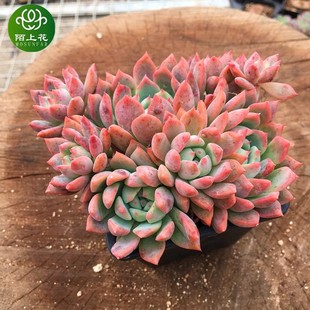 室内阳台绿植盆栽花卉 肉肉植物 陌上花 多肉植物 霜花大群生