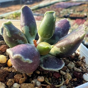 紫海豹水泡 艺伎海豹 多肉植物 室内阳台绿植盆栽花卉  陌上花