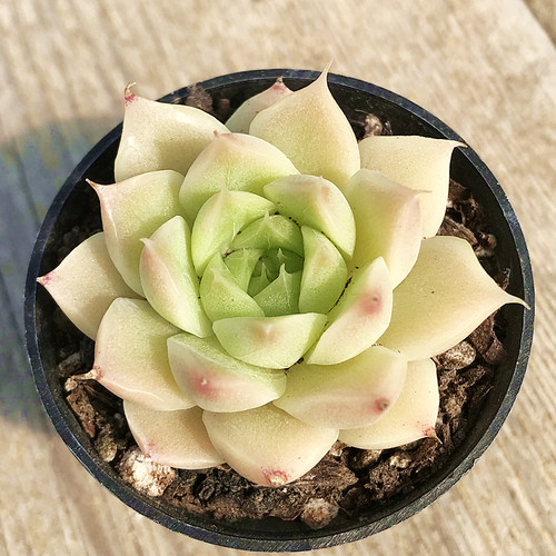 陌上花麦秆带盆发货多肉植物