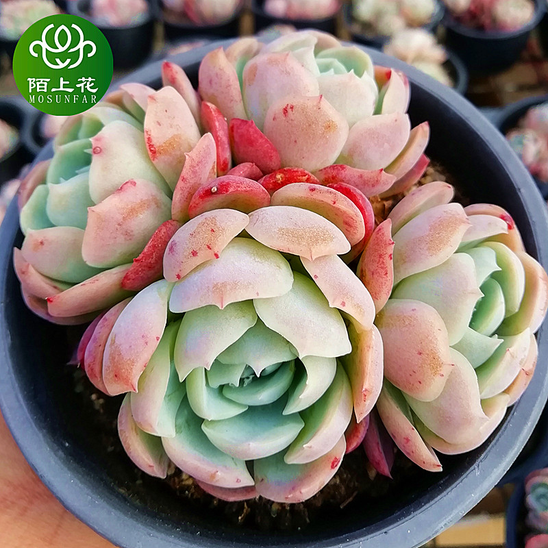 胭脂贝瑞群生 双子贝瑞奶油贝瑞 多肉植物绿植盆栽室内花卉陌上花