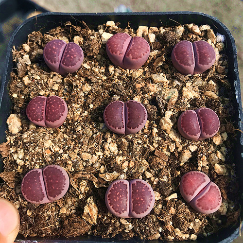 生石花组合盆栽多肉植物