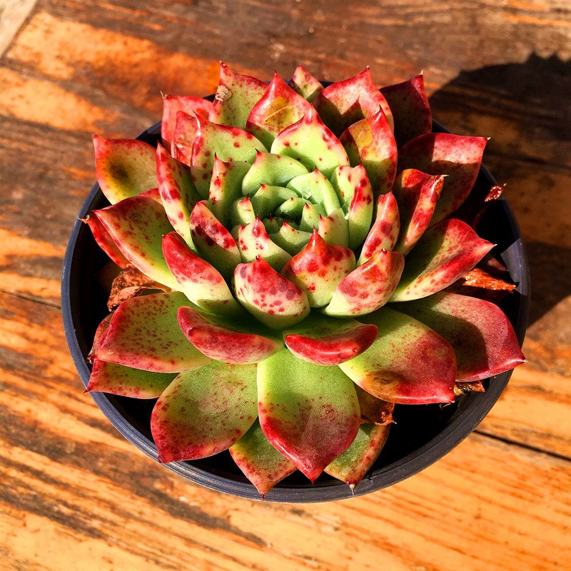 血斑拉霍亚冬云 多肉植物 肉肉植物 萌肉肉组合盆栽花卉 陌上花