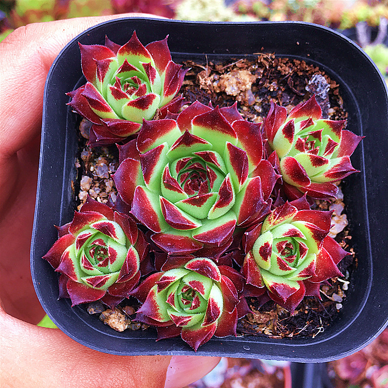 柔情长生草 多肉植物 肉肉植物 萌肉肉组合盆栽 室内花卉陌上花