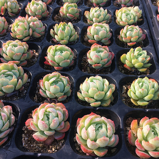 贝瑞控养单头 多肉植物 肉肉植物 萌肉肉组合盆栽室内花卉 陌上花