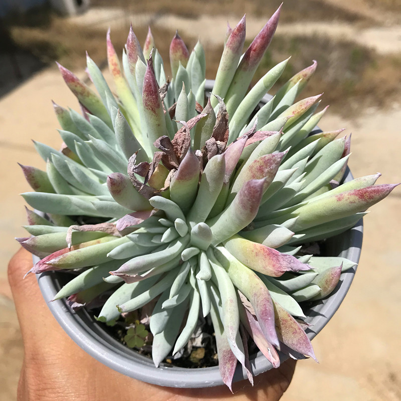 奴婢吉娜仙女杯 多肉植物 肉肉植物 萌肉肉组合盆栽 室内花湖 陌,鲜花速递/花卉仿真/绿植园艺,多肉植物,淘宝优惠券,粉丝福利购,淘宝优惠卷