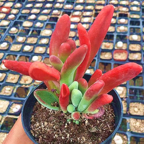 多肉植物陌上花火狐狸