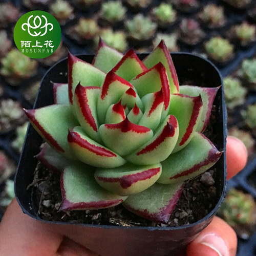 乌木黑檀汁多肉植物陌上花