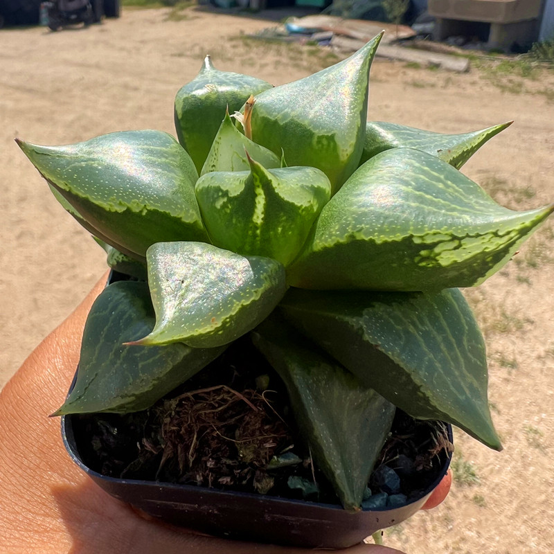 裹般若寿 玉露十二卷 多肉植物 室内阳台绿植盆栽花卉 陌上花