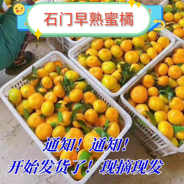 湖南石门柑橘橘子蜜桔桔子特早新鲜水果超甜酸甜吃产地果园直发