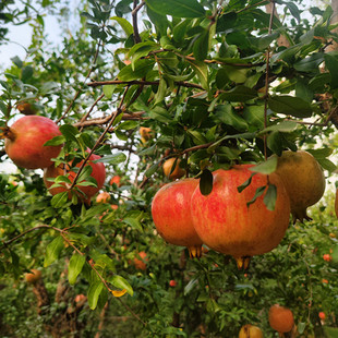 荥阳特产河阴缘突尼斯软籽石榴时令新鲜水大果超甜多汁礼品装 包邮