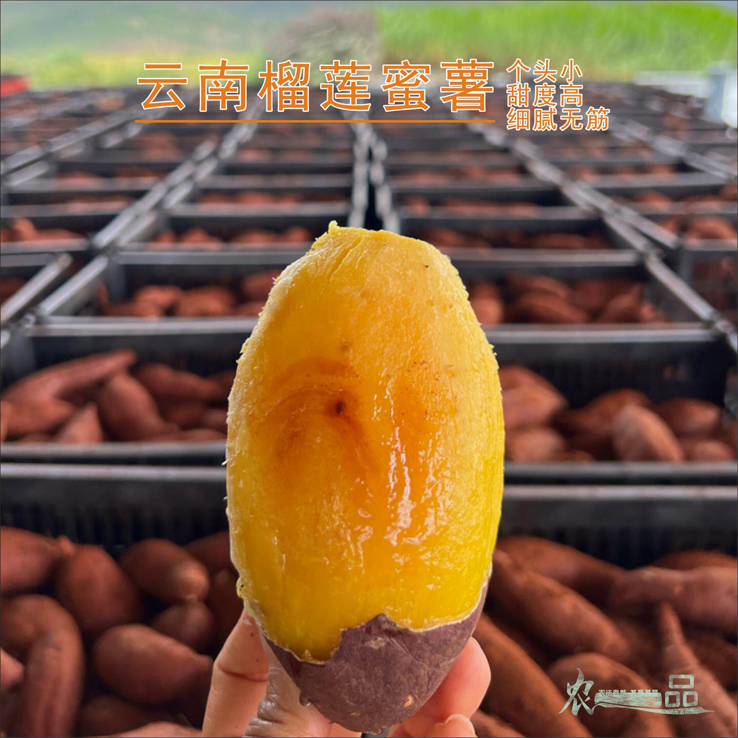 云南昆明榴莲蜜薯软糯细腻香甜新鲜健康皮薄无丝宝宝辅食良食本事