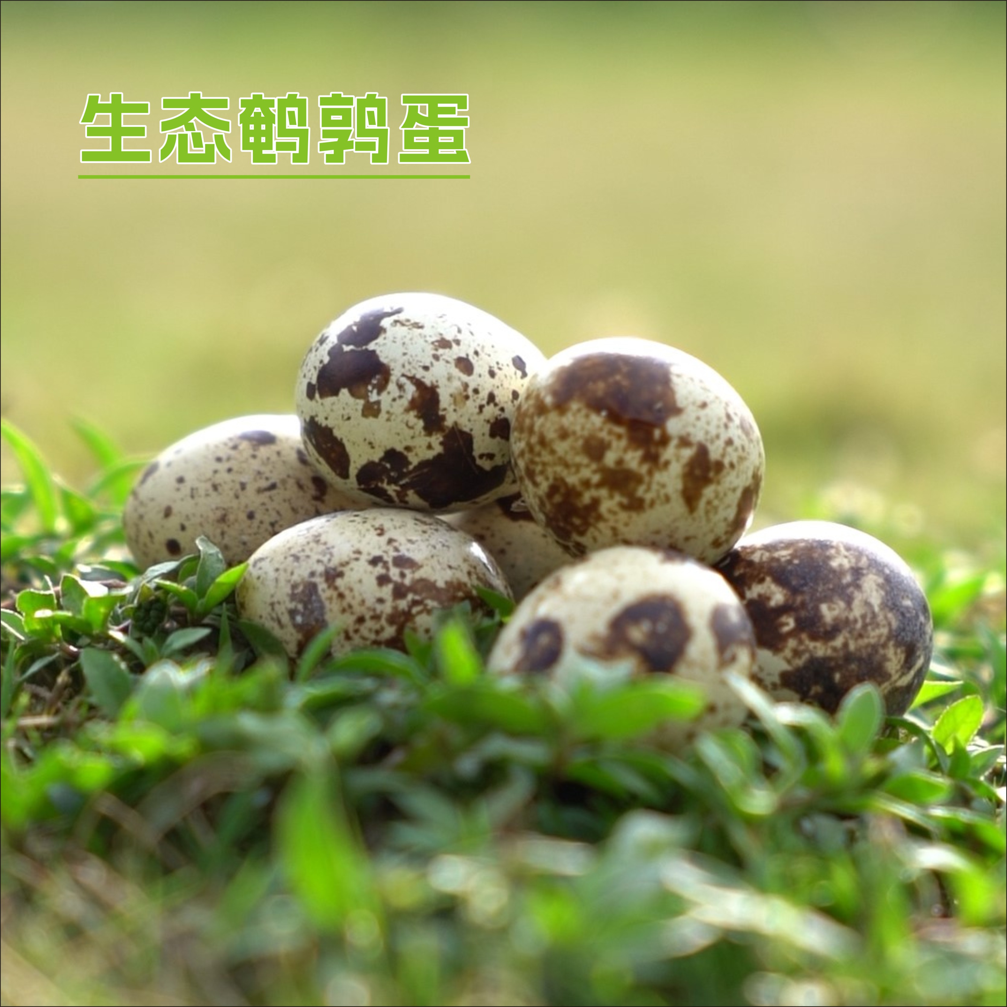 绿手指生态鹌鹑蛋1kg优质蛋白