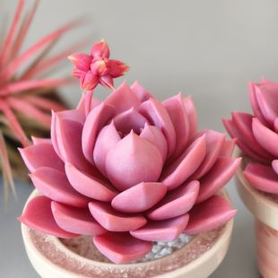 粘土纯手工仿真多肉植物小盆栽木樨甜心室内装饰办公桌面治愈摆件