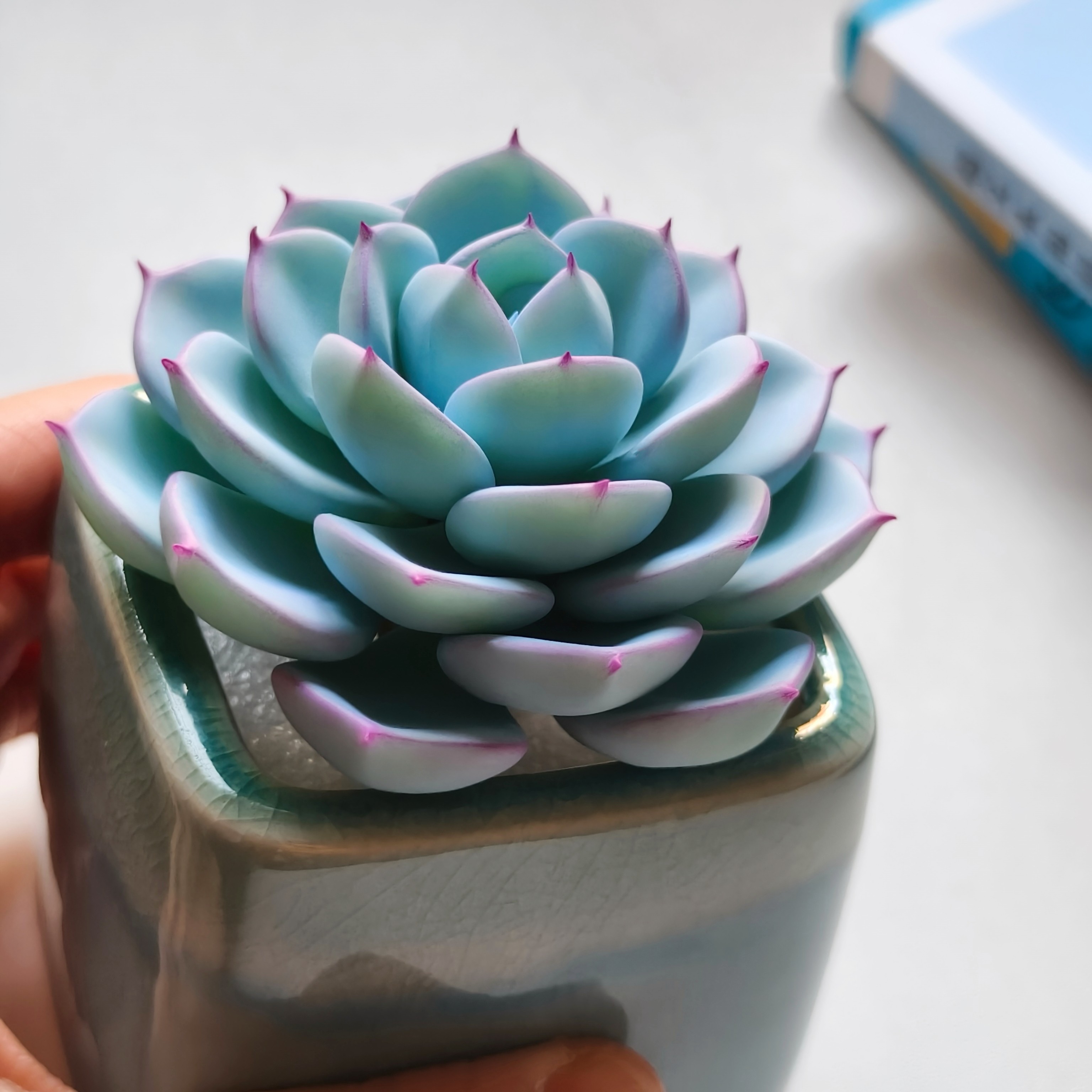 粘土手工仿真多肉植物蓝石莲花卉多肉植物