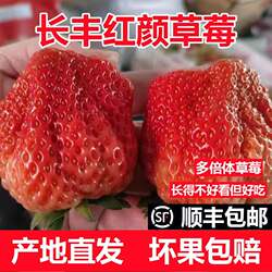 安徽长丰草莓多倍体红颜奶油草莓新鲜现摘孕妇九九牛奶草莓顺丰