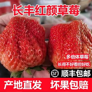 安徽长丰草莓多倍体红颜奶油草莓新鲜现摘孕妇九九牛奶草莓顺丰