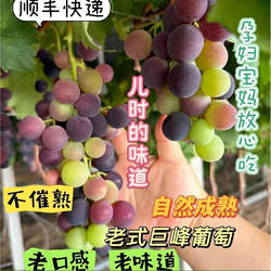 老式葡萄大泽山巨峰葡萄新鲜酸甜孕妇水果不打药不催熟顺丰包邮