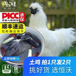 买一送一土乌鸡农家散养土鸡江山白毛乌骨鸡新鲜现货乌鸡和泰整鸡