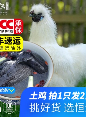 买一送一土乌鸡农家散养土鸡江山白毛乌骨鸡新鲜现货乌鸡和泰整鸡