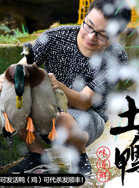 活体恒蜂源水鸭正宗农家散养青头鸭天然水域绿头野鸭包活到家鸭子