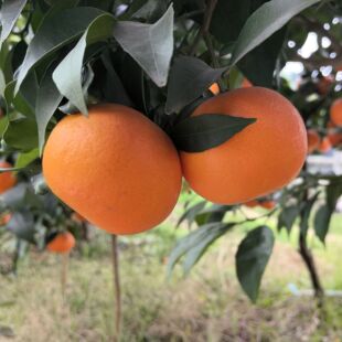 甜啦  当季新鲜水果现摘现发四川眉山沃柑自家果园直发