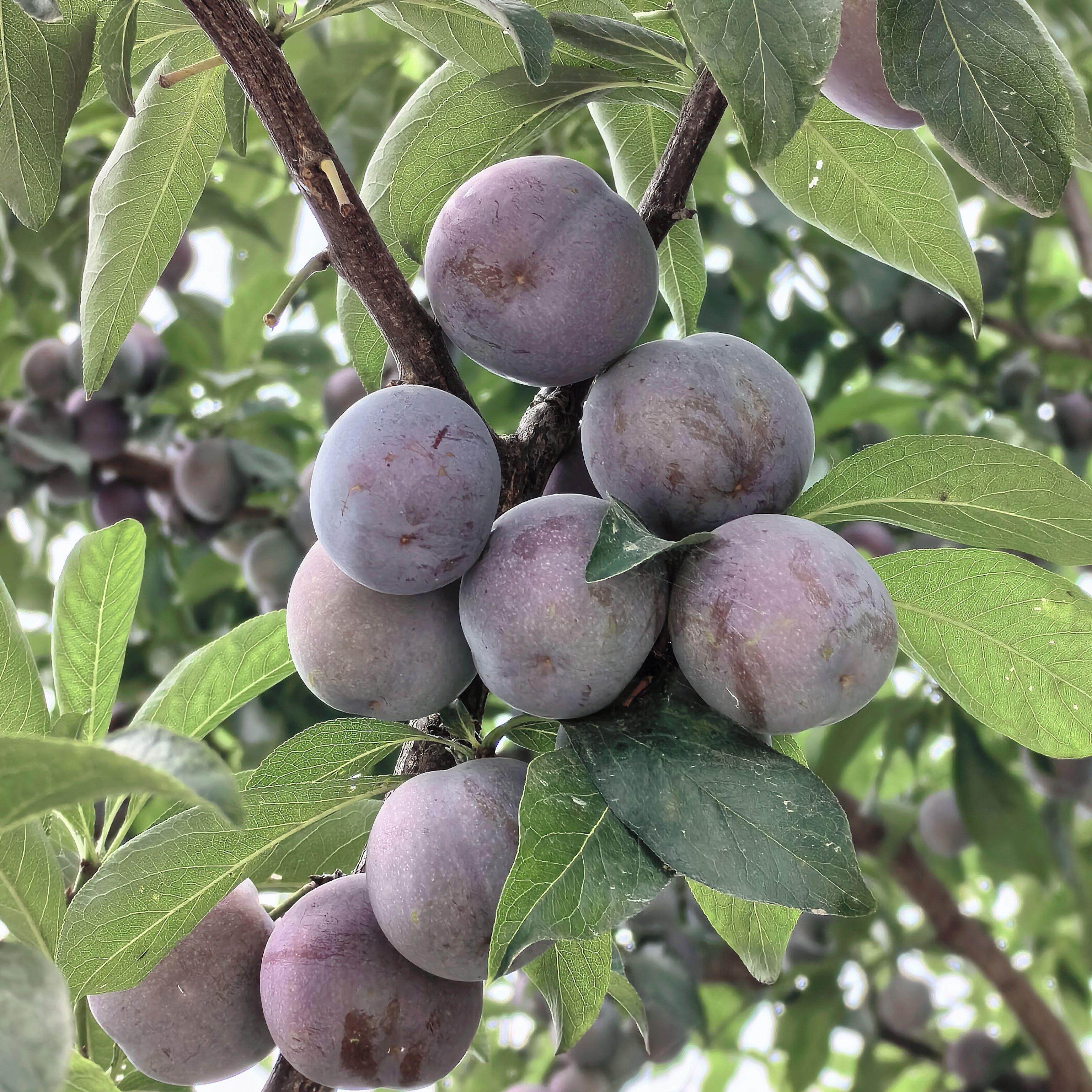 6月见  四川眉山新鲜一点红李子现摘孕妇水果脆甜凤凰李应季