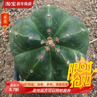 实生矮趴大型琉璃鸾凤玉带少锦仙人球潮流桌面一物一拍多肉11/18