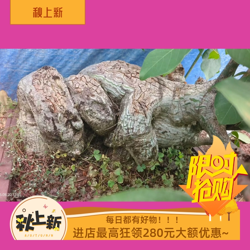 无敌巨帅龟甲木棉龟裂漂亮潮流懒人沙生室内盆栽多肉一物一拍8/20