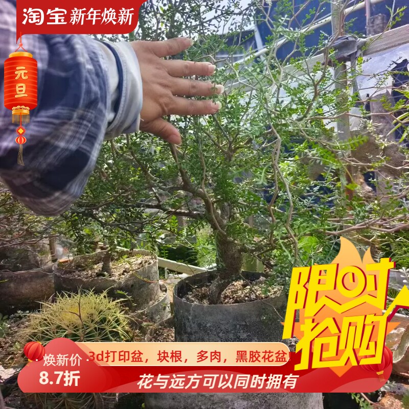 超肥巨胖矮桩象足漆树块根一物一拍多肉包邮室内盆栽包邮7/17