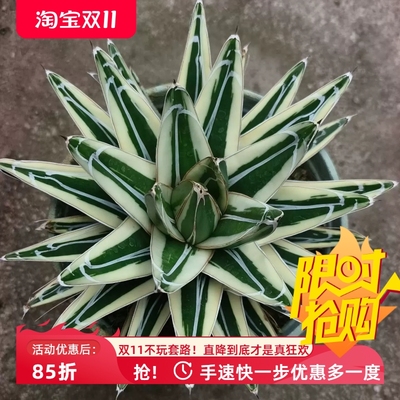 宽疣冰山龙舌兰潮流懒人桌面绿植稀有品多肉一物一拍包邮10/30