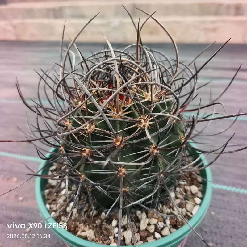 林氏幻虾 ,自根狂粗刺仙人球桌面稀有多肉带盆发一物一拍5/12