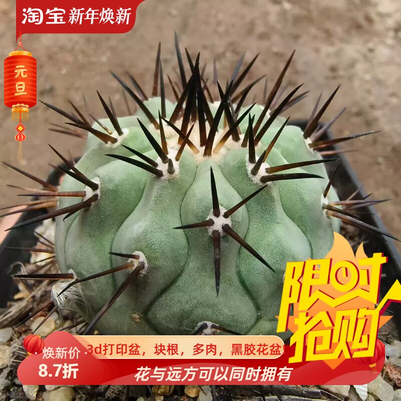 孤龙丸侧芽,自根株仙人球绿植一物一拍多肉包邮稀有品种包邮7/9