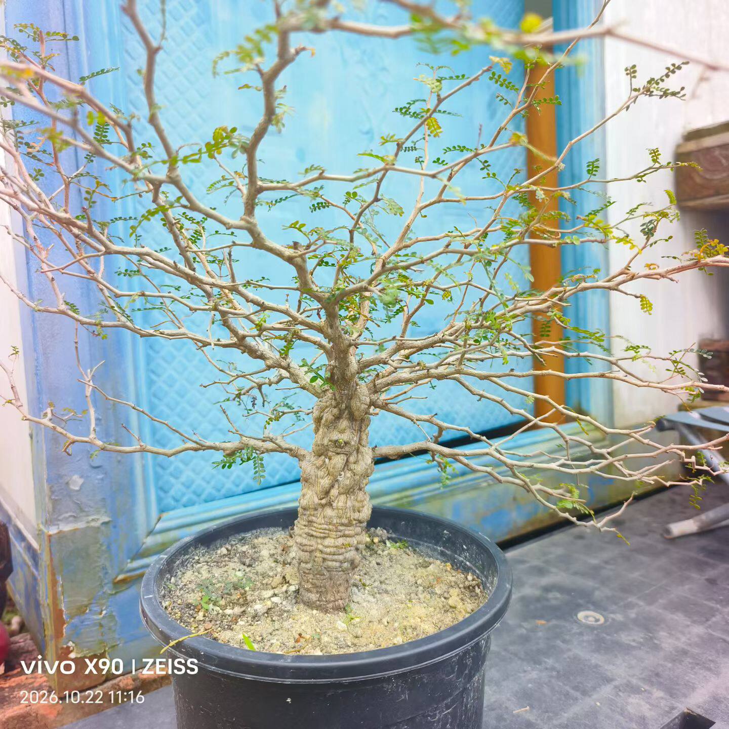 实生象足漆树根系爆盆粗桩子多肉植物潮流懒人一物一拍包邮10/22