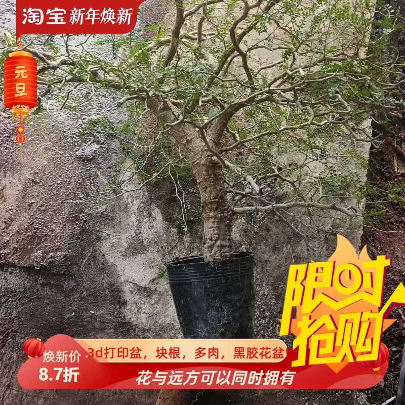 巨瘤矮桩子象足漆树沙生桌面绿植块根一物一拍多肉包邮12/10