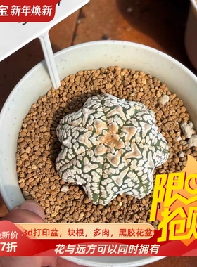 泰系实生海星体浓白V兜/s394星兜属仙人球一物一拍多肉包邮9/7