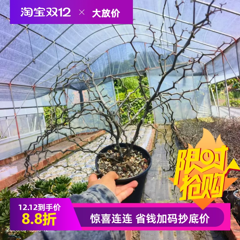 弯曲龙，非常超值漂亮意境潮流块根植物潮流多肉一物一拍包邮9/16