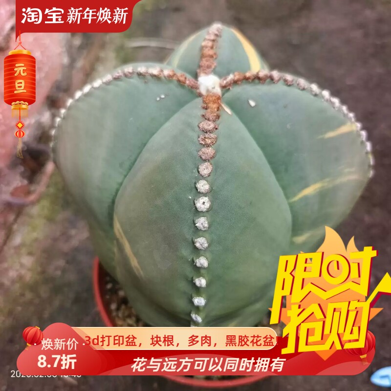 实生四角连星琉璃鸾凤玉锦大型种日系输入仙人球多肉一物一拍2/6