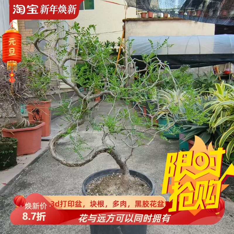 滔天橄榄,造型妖娆。优秀块根植物室内盆栽多肉一物一拍8/16